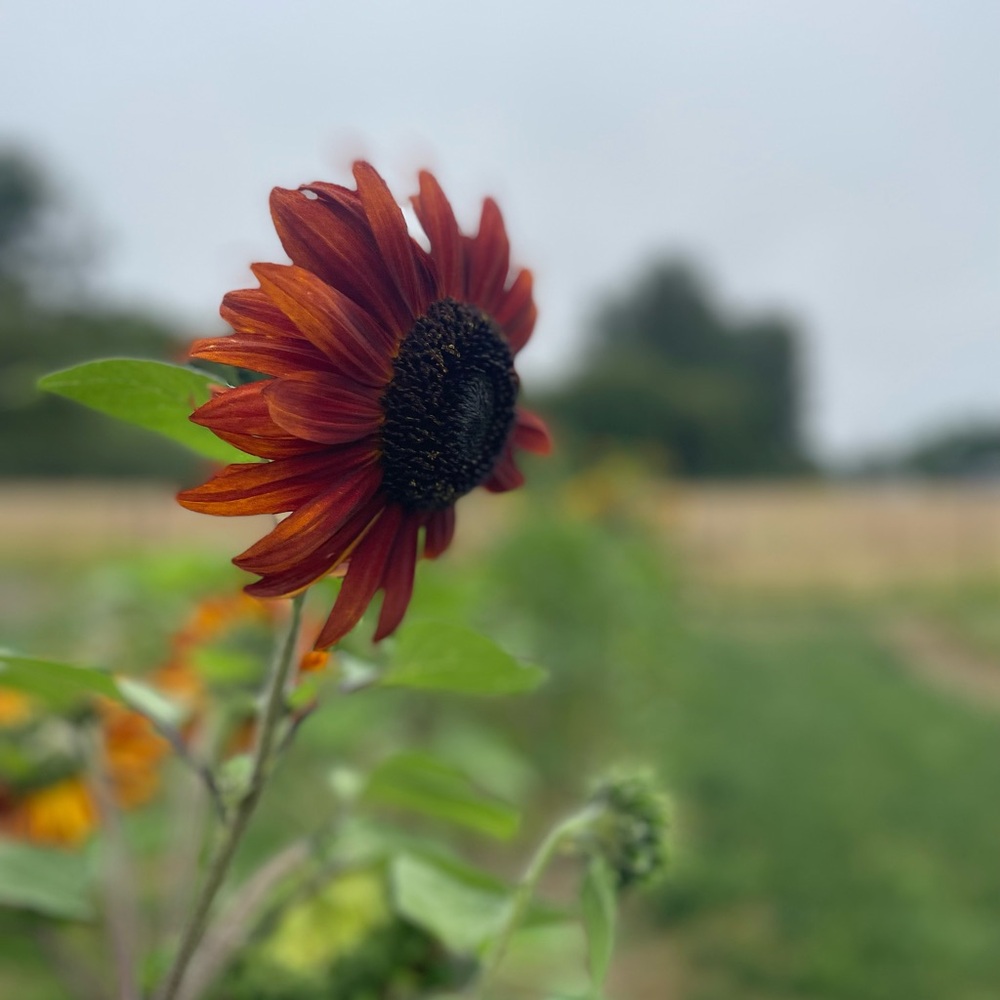 Meet your Posher, Anja